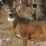 Birchwood Casey Pregame Targets – Deer 16.5″x24″ 3 Pack