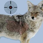 Birchwood Casey Pregame Targets – Coyote 16.5″x24″ 3 Pack