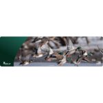 Cerus Gear Magnum XXL 14×48 Wild Ducks Promat Full Color